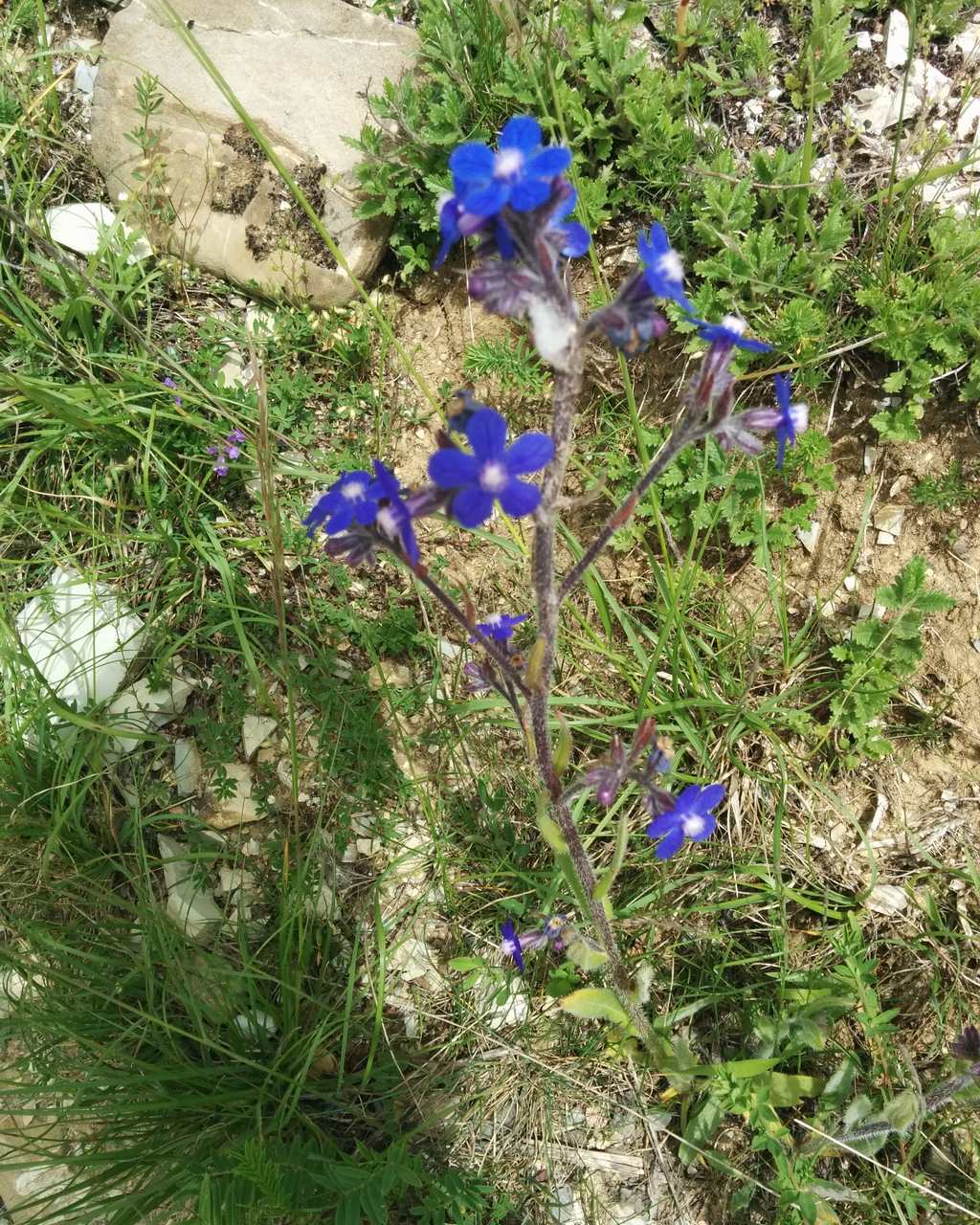Anchusa azurea / Buglossa azzurra